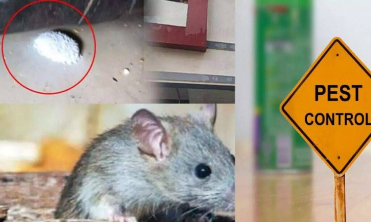 குழந்தைகளின் உயிரைப் பறித்த எலி மருந்து. Pest control நிறுவனத்துக்கு சீல் வைத்து நடவடிக்கை