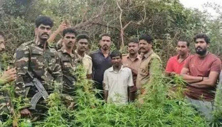 கல்வராயன் மலைப்பகுதியில் கஞ்சா செடி வளர்த்த ஆசாமிகளை பிடித்த போலீஸ்.! கஞ்சா செடிகள் அழிப்பு 104 கிலோ கஞ்சா பறிமுதல்.!