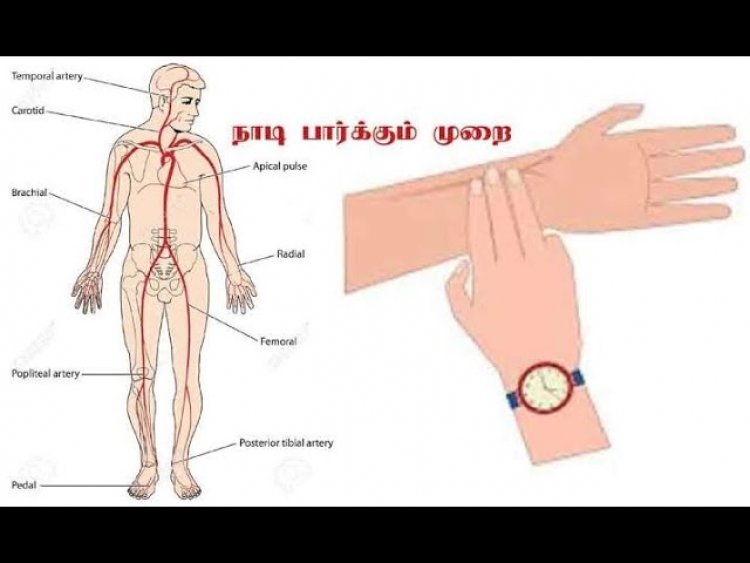 பத்துவகை நாடிகள்