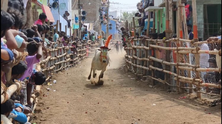திருப்பத்தூரில் மாபெரும் எருது விடும் திருவிழா.!