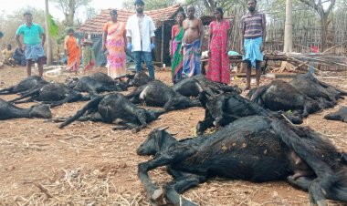 பலத்த இடியாலும் மழையாலும் ஒரே நேரத்தில் 20 ஆடுகள் இறந்தன.!