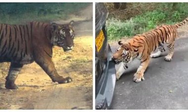 100 மீட்டர் வரை இழுத்துச் சென்று ஆடு, மாடுகள் மேய்த்த பெண்ணை கடித்துக் குதறிய புலி. !