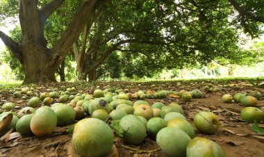 மா விவசாயிகளுக்காக பிரதமர் நரேந்திர மோடி மற்றும் அமைச்சர் சௌஹான் சிவ்தாஸ் ஆகியோருக்கு முதலமைச்சர் மு.க.ஸ்டாலின் கடிதம். !