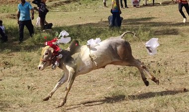 கீழ்வெங்கட்டாபுரம் கிராமத்தில்  எருது விடும் விழா. !