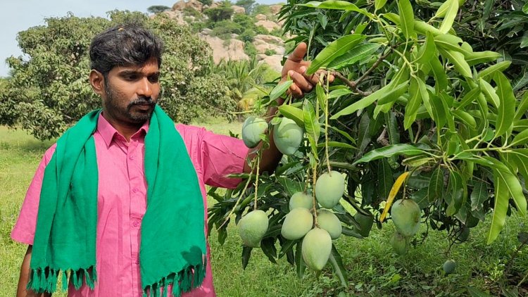 மாங்காய் விளைச்சல் அமோகம், உரிய விலை கிடைக்காததால் மா விவசாயிகள் வேதனை. !