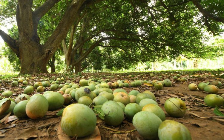 மா விவசாயிகளுக்காக பிரதமர் நரேந்திர மோடி மற்றும் அமைச்சர் சௌஹான் சிவ்தாஸ் ஆகியோருக்கு முதலமைச்சர் மு.க.ஸ்டாலின் கடிதம். !