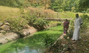 கே ஆர்.பி அணையில் இருந்து பாசனத்திற்காக செல்லும் தண்ணீர் பச்சை நிறத்தில் இருப்பதால் ஆய்விற்கு உட்படுத்த வேண்டும். !