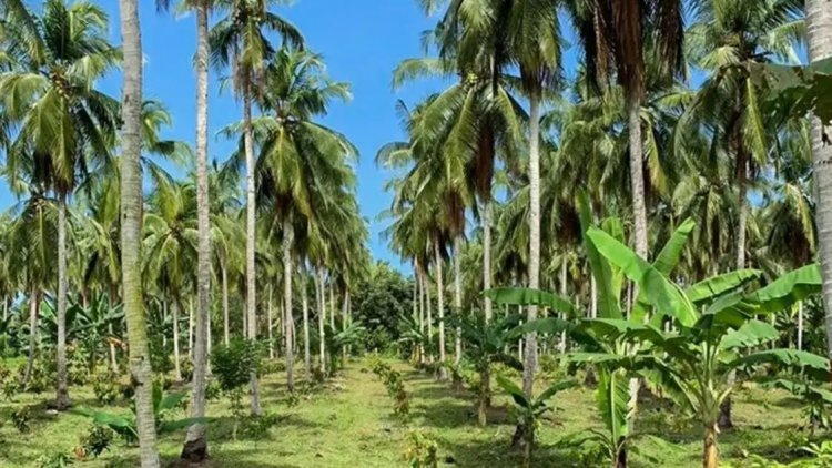 கோவை பேரூர் தோட்டப் பகுதிகளில் அலைமோதும் ஆண்கள் கூட்டம். ! ஏன் தெரியுமா?