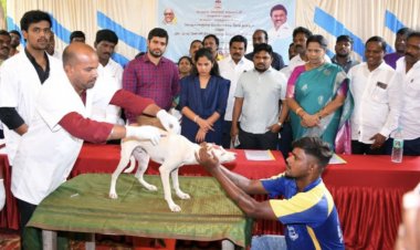 தெரு நாய்களுக்கு வெறிநாய்க் கடி தடுப்பு ஊசி போடும் முகாம். !