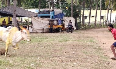 சின்ன மோட்டுர் கிராமத்தில் மாபெரும் எருது விடும் விழாவில் 300 க்கும் மேற்பட்ட எருதுகள் பங்கேற்பு .!