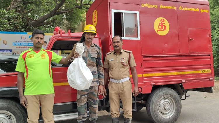 மரத்தில் ஏறி போக்கு காட்டிய 6  அடி நீளம் கொண்ட சாரைப் பாம்பினை தீயணைப்பு வீரர்கள் போராடி பிடித்தனர்.!