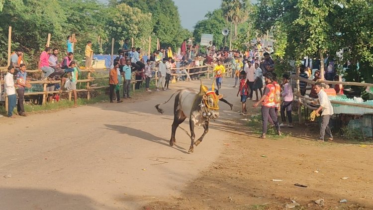 மங்கம்மாபுரம் கிராமத்தில் மாபெரும் எருது விடும் விழாவில் 350 க்கும் மேற்பட்ட எருதுகள் பங்கேற்பு .!