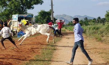 கிருஷ்ணகிரி அருகே உள்ள சின்ன சுண்டப்பட்டி கிராமத்தில்  எருது விடும் விழாவில் 200 எருதுகள் பங்கேற்பு .!