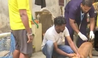 ஒசூரில் தெருநாய்களுக்கு ரேபிஸ் தடுப்பூசி செலுத்தும் பணி .!