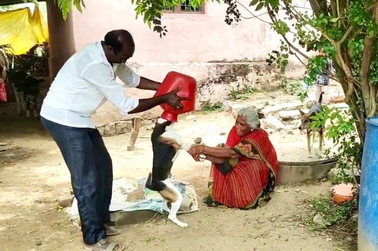 கிருஷ்ணகிரி அருகே உள்ள மகராஜாகடை என்ற இடத்தில் பிளாஸ்டிக் குடத்திற்குள் தலையை மாட்டி பரிதவித்த நாயால் பரபரப்பு..!