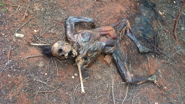 சிறுமுகை வனப்பகுதியில் அடையாளம் தெரியாத பிணத்தை கைப்பற்றி பிரேதப் பரிசோதனை. !