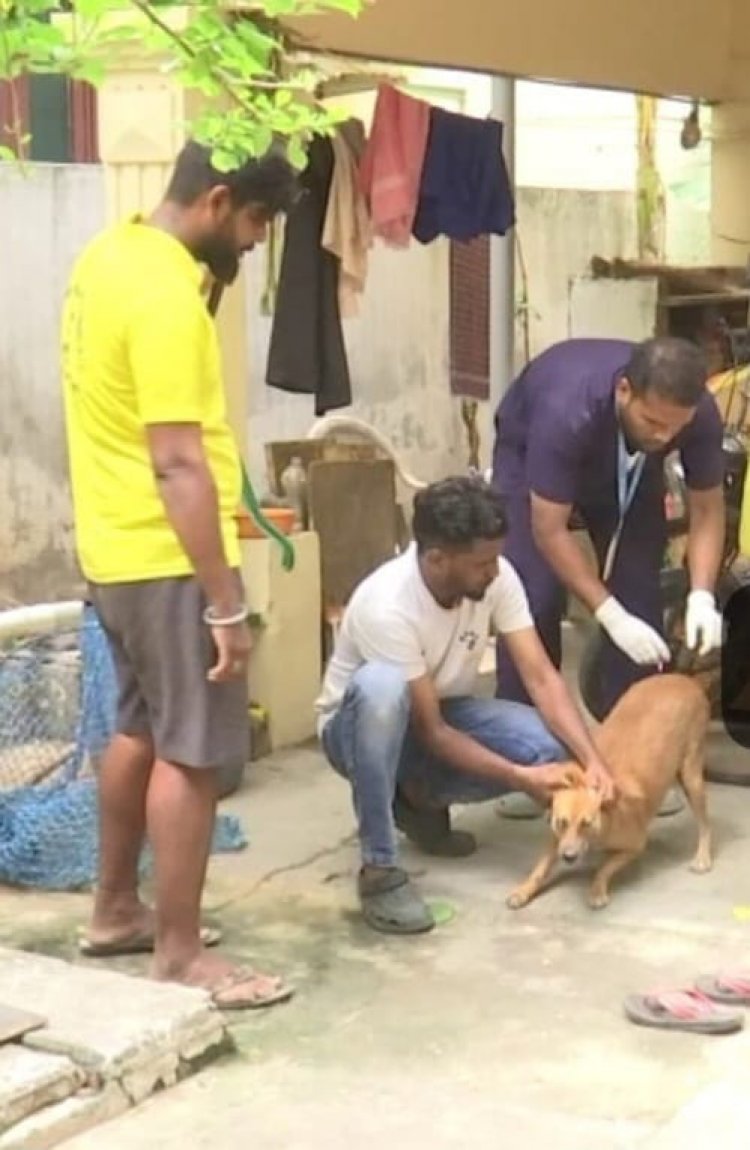 ஒசூரில் தெருநாய்களுக்கு ரேபிஸ் தடுப்பூசி செலுத்தும் பணி .!