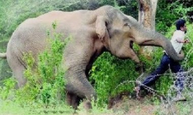 ஜவளகிரியில் ஒற்றை யானை தாக்கி ஒருவர் படுகாயம்..!