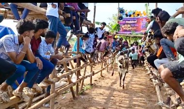கிருஷ்ணகிரி மாவட்டம், அடுத்த சிவசக்தி நகரில் நடைபெற்ற கன்றுவிடும் விழா.!