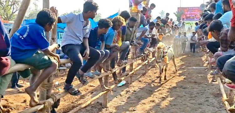 கிருஷ்ணகிரி அருகே உள்ள ஆதிசங்கரர் நகரில் நடைபெற்ற கன்றுவிடும் விழா.!