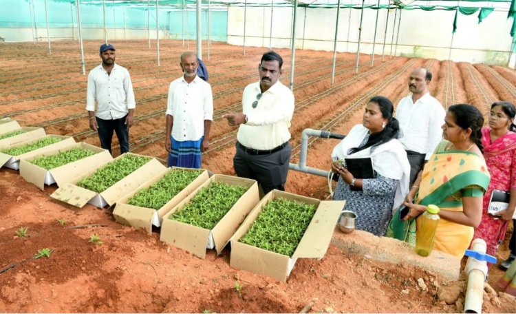 தோட்டக்கலை மேம்பாட்டு இயக்கம் மற்றும் தேசிய தோட்டக்கலை இயக்கம் சார்பாக, 50 சதவிகித மானியம் ரூ.12,50,000 மதிப்பில் பசுமைக்குடில் அமைத்து ஜிப்சோபில்லா மலர் சாகுபடி பணிகள். !