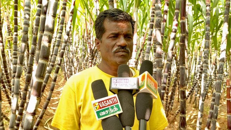 கிருஷ்ணகிரி மாவட்டத்தில் கரும்பு அமோக விளைச்சல் விவசாயிகள் மகிழ்ச்சி.! பொங்கல் பண்டிகையில் நல்ல விலைக் கிடைக்கும் என்று விவசாயிகள் நம்பிக்கை.!