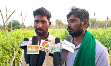 தக்காளி விளைச்சல் அதிகரிப்பால் உரிய விலை கிடைக்கவில்லை என தக்காளி விவசாயிகள் வேதனை .!