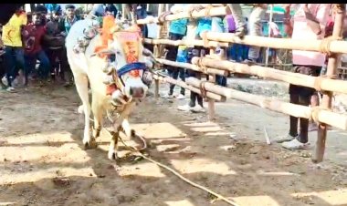 வேப்பனஹள்ளி அருகே பொங்கல் விழாவினை முன்னிட்டு நடைப்பெற்ற மாபெரும் எருது விடும் விழா.!