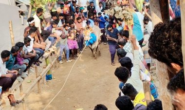 மேல்பட்டி கிராமத்தில் நடைபெற்ற மாபெரும்  எருது விடும் விழாவில் 250 எருதுகள் பங்கேற்பு.!