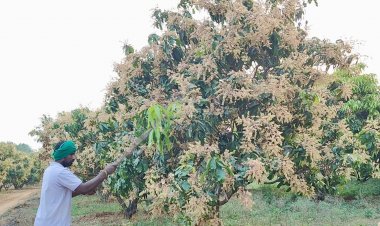 கடந்த 4 ஆண்டுகளாக மாங்காய்களுக்கு உரிய விலை கிடைக்காததால் மா மரங்களில் பூத்துள்ள மாம்பூக்களை அடித்து உதிர்த்து வரும் விவசாயிகள், உரிய விலை கிடைக்காததால் விவசாயிகள் ஆத்திரம்.!